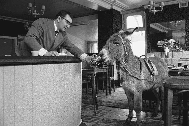 #11 A publican serving a glass of stout to a donkey in the East End of London.