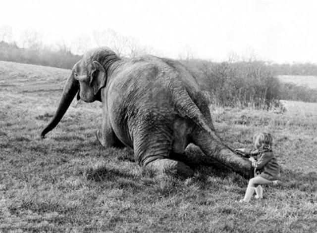Lovely Photos of Little Girl and Her Best Friend Elephant, 1980s Funny