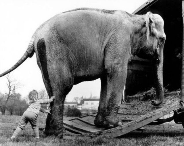 #8  Lovely Photos of Little Girl and Her Best Friend Elephant, 1980s #8 Funny