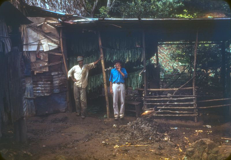 #22 Drying tobacco
