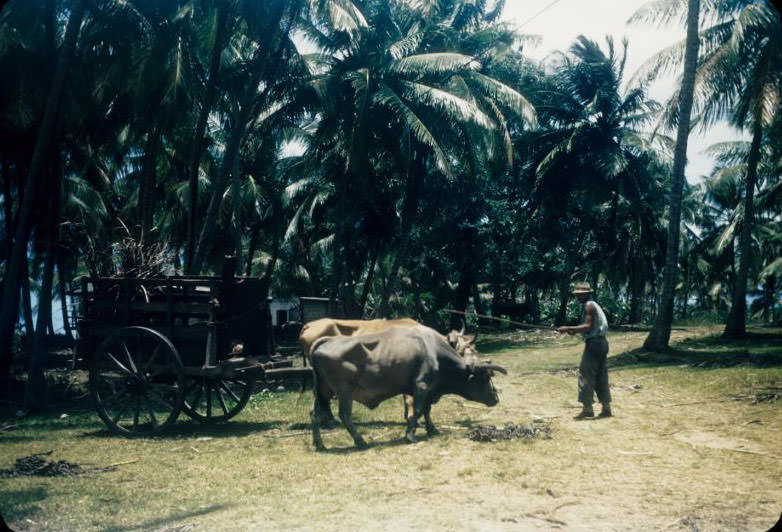 #24 Hauling coconuts in ox-drawn cart