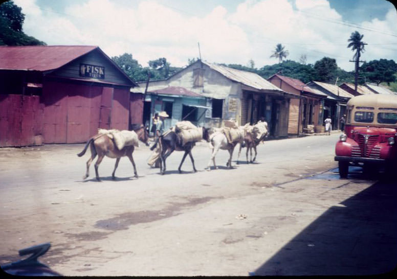 #4 Four horses carrying bundles of tobacco, Aibonito
