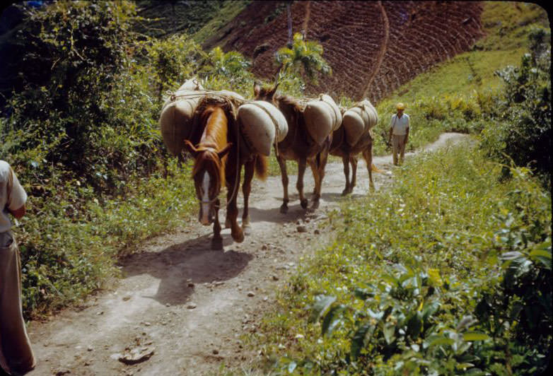 #33 Horses hauling bags of fertilizer, La Plata
