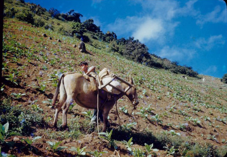 #39 Moving day, boy and donkey with load in tobacco field