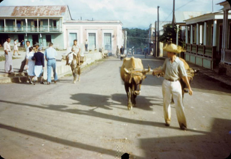 #5 Man with ox team, Aibonito