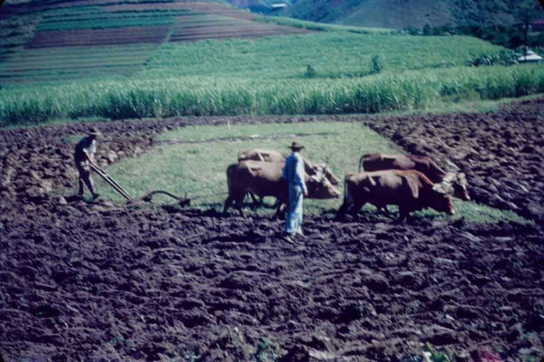 #42 Plowing with two team of oxen