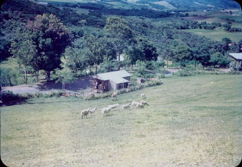 #55 Sheep in Aibonito