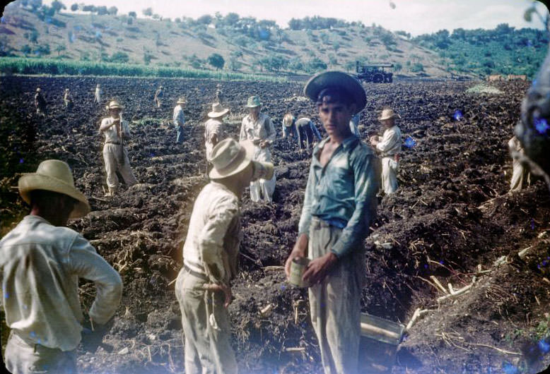 #56 Sugarcane planters, oxen and steam tractor in distance