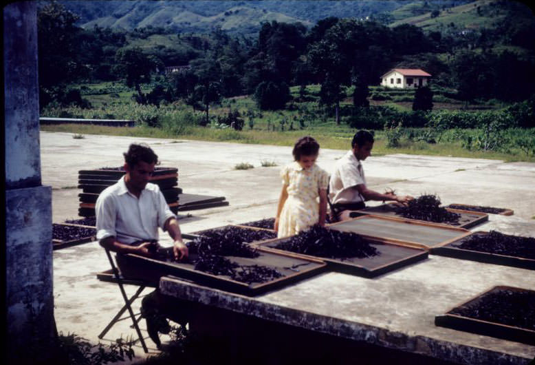 #61 Two men arranging vanilla beans on screened trays for drying