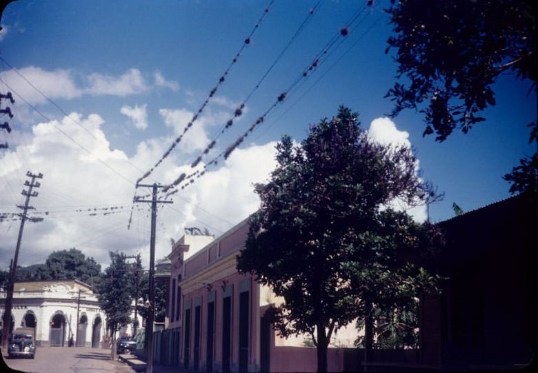 #64 Plants on wire, Yauco