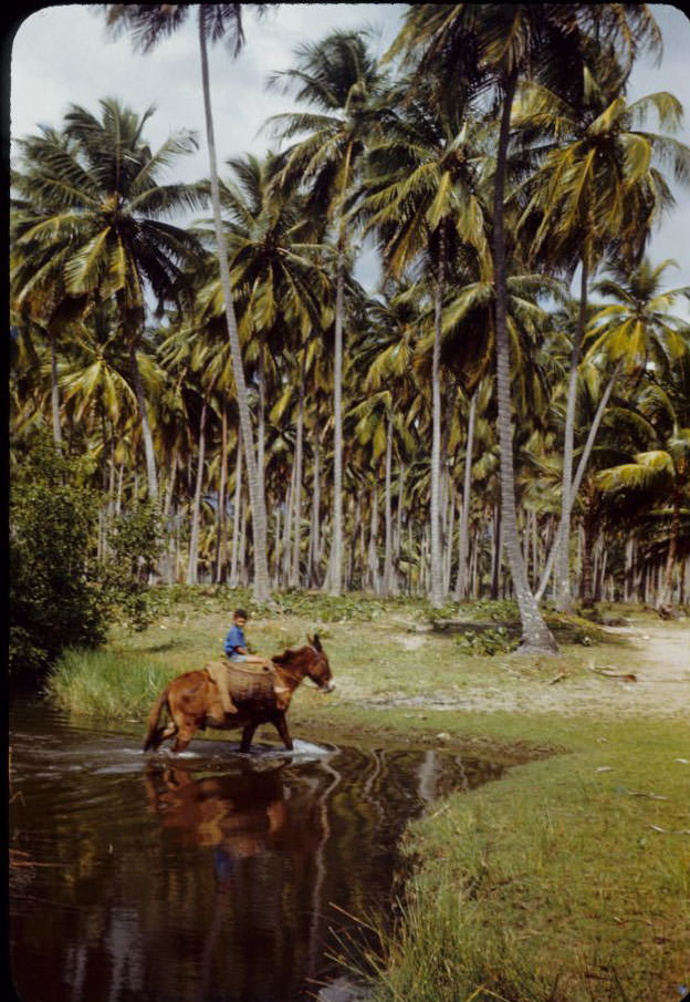 #8 Boy on mule with baskets, coconut grove, near Luquillo Beach