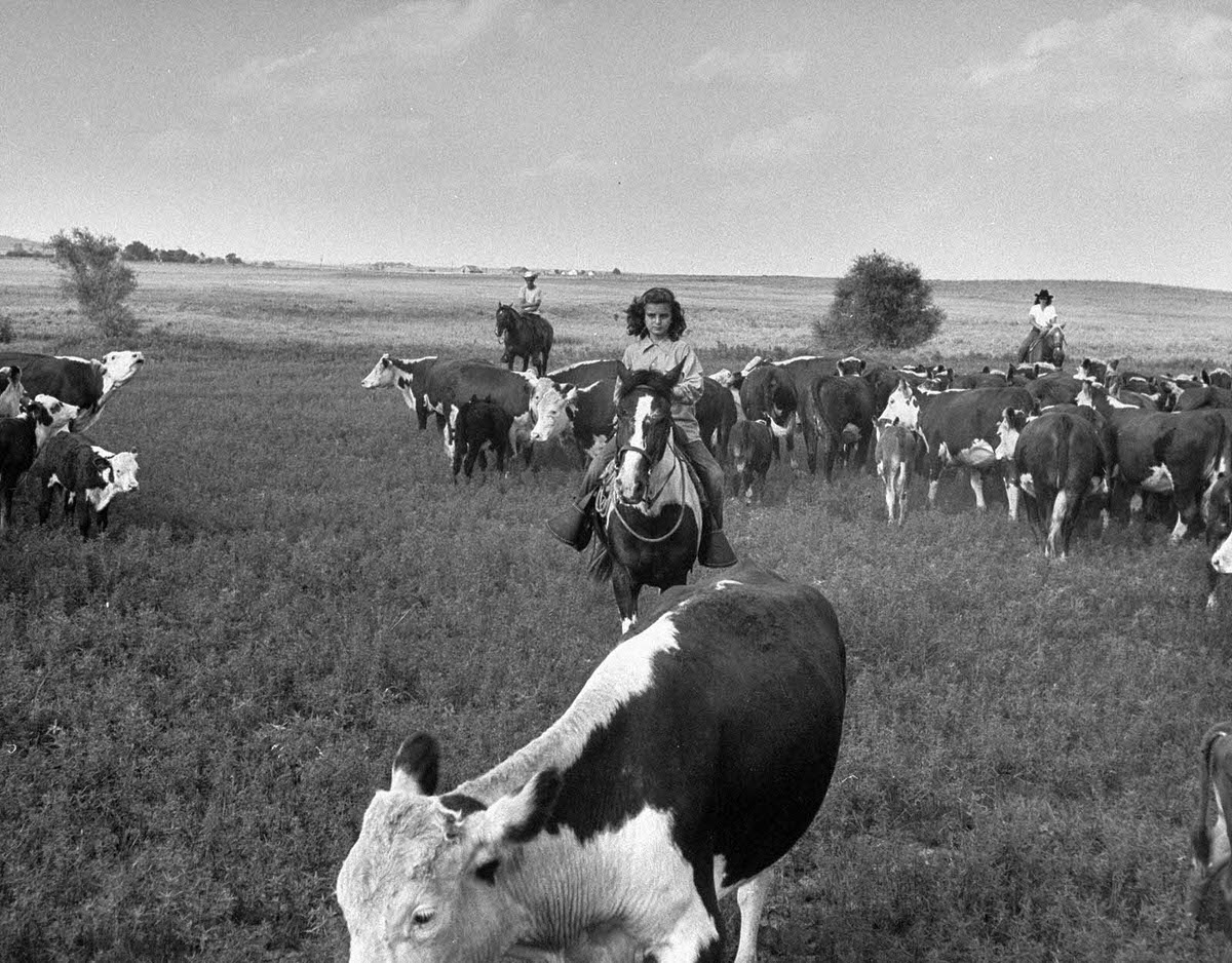 #1 Cowgirl Kathleen Hudson, a member of the Junior Riding and Roping Club of Tulsa Mounted Troops, rounding up Herefords on the Oklahoma range in 1948.