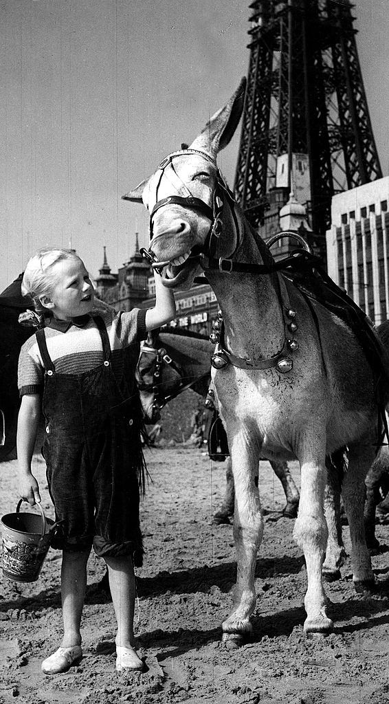 #34 A Girl wearing dungarees with a bucket holds on to protesting donkey on Blackpool beach, 1952.