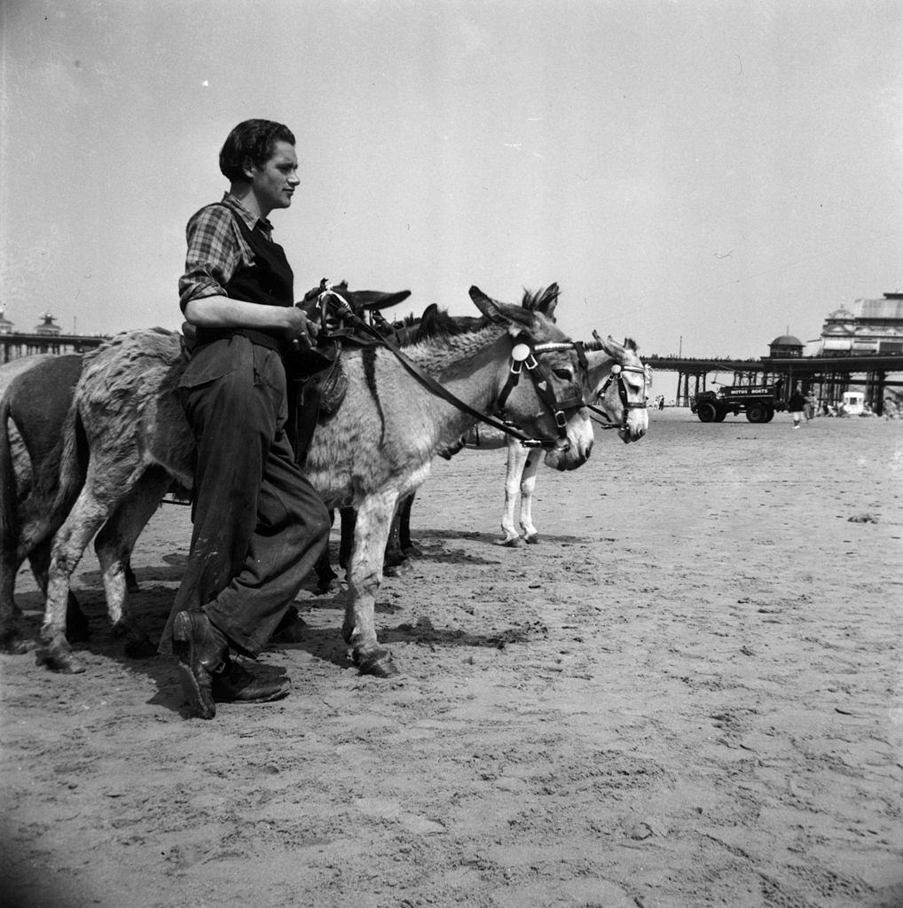 #37 A man waiting for customers by a donkey ride on the beach at Blackpool, 1951.