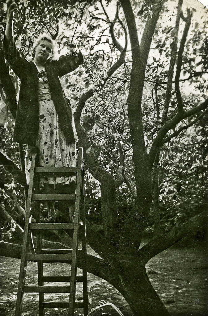#15 Girl picking fruit in the garden, Denmark, 1937