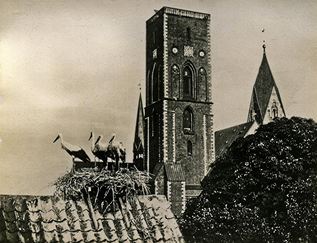 #29 Storks at Ribe, Denmark