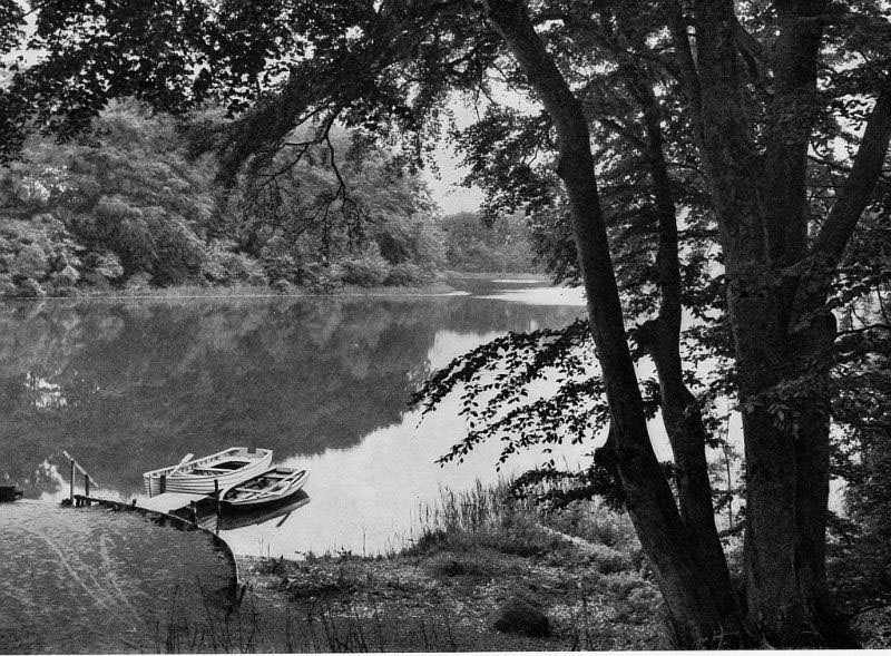 #33 Klinteskoven, Møn