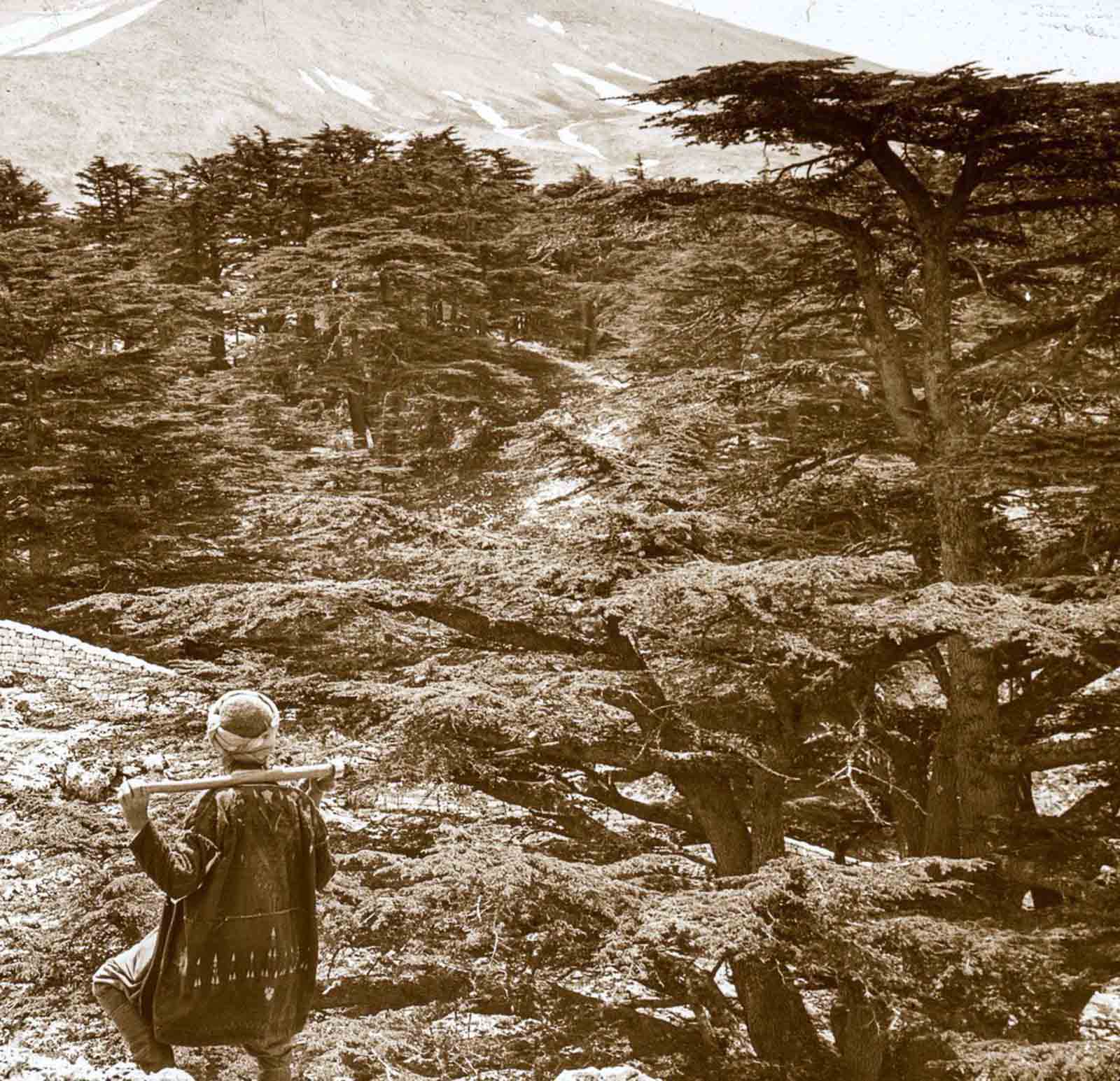 #18 Mount Lebanon.