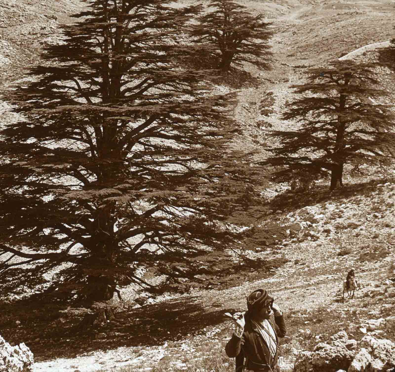 #6 Cedar trees in Lebanon.