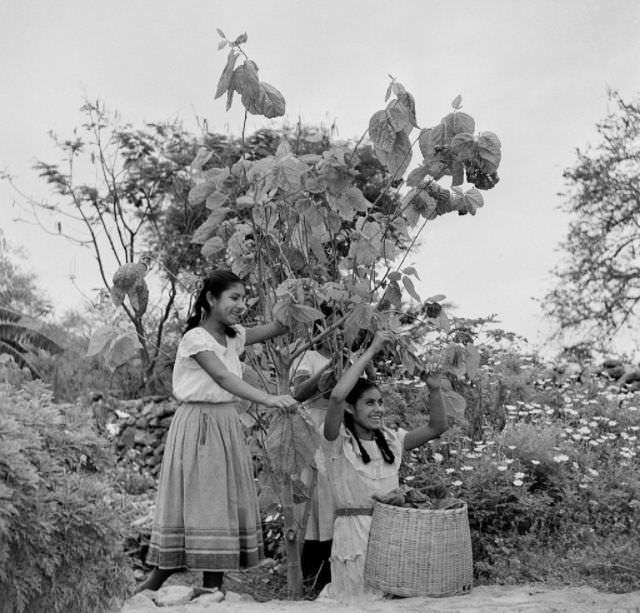 #7 Two girls pick leaves at a silk farm in Jalisco.