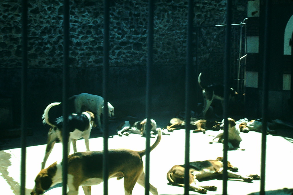 #55 Dogs of Chateau de Cheverny- The Loire, France, 1954