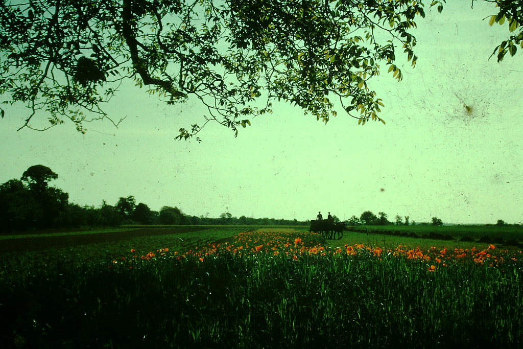#63 Rural France, Loire, France, 1954