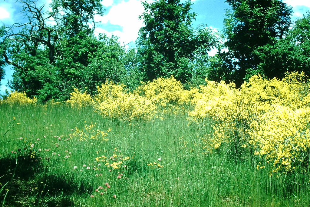 #67 Cotch Broom grows Wild- Near Toulouse, France, 1954