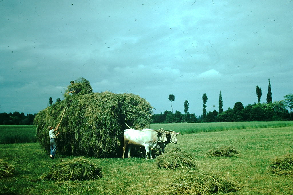 #70 Haying- Haute Garonne, France, 1954