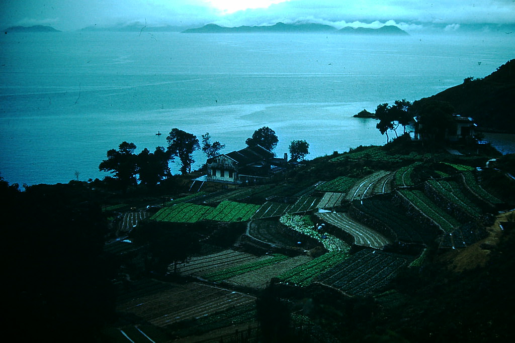 #16 Terraces- Westside of Island, Hong Kong, 1952