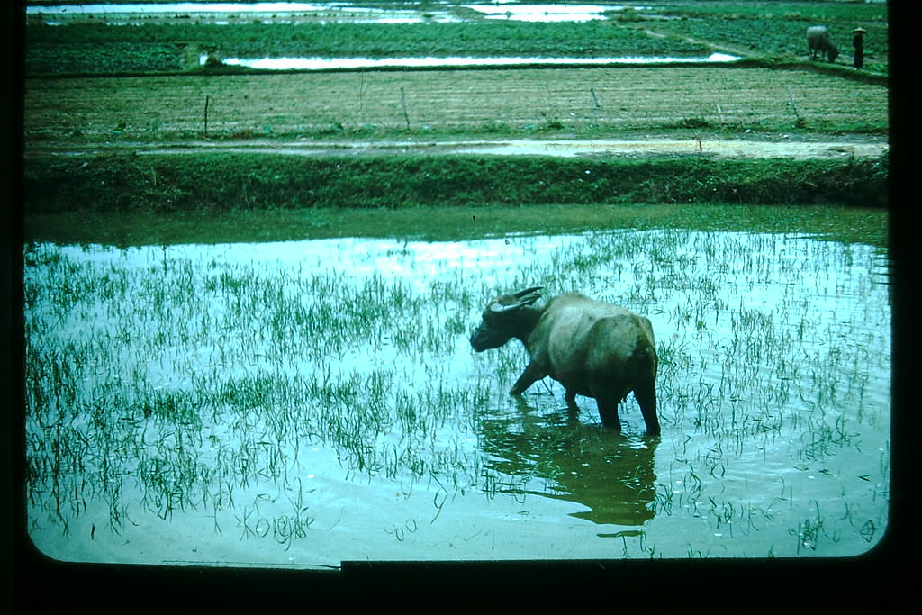 #32 Water Buffalo in New Territories, Hong Kong, 1952