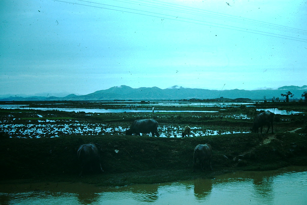 #33 Water Buffalo, Hong Kong, 1952