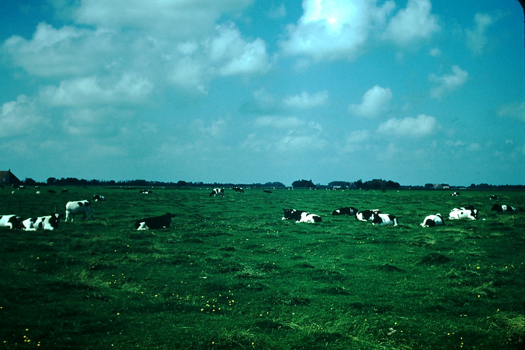 #3 Cows Near Bolsward, Netherlands1954