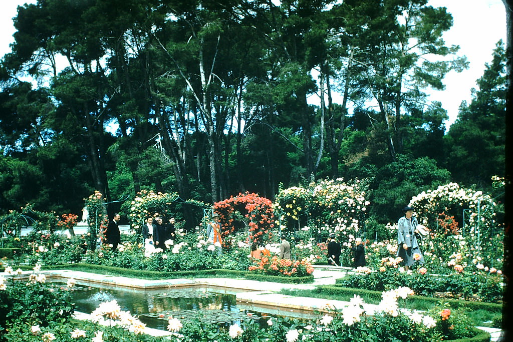#19 Rose Garden- Retiro Park. Madrid, Spain, 1954