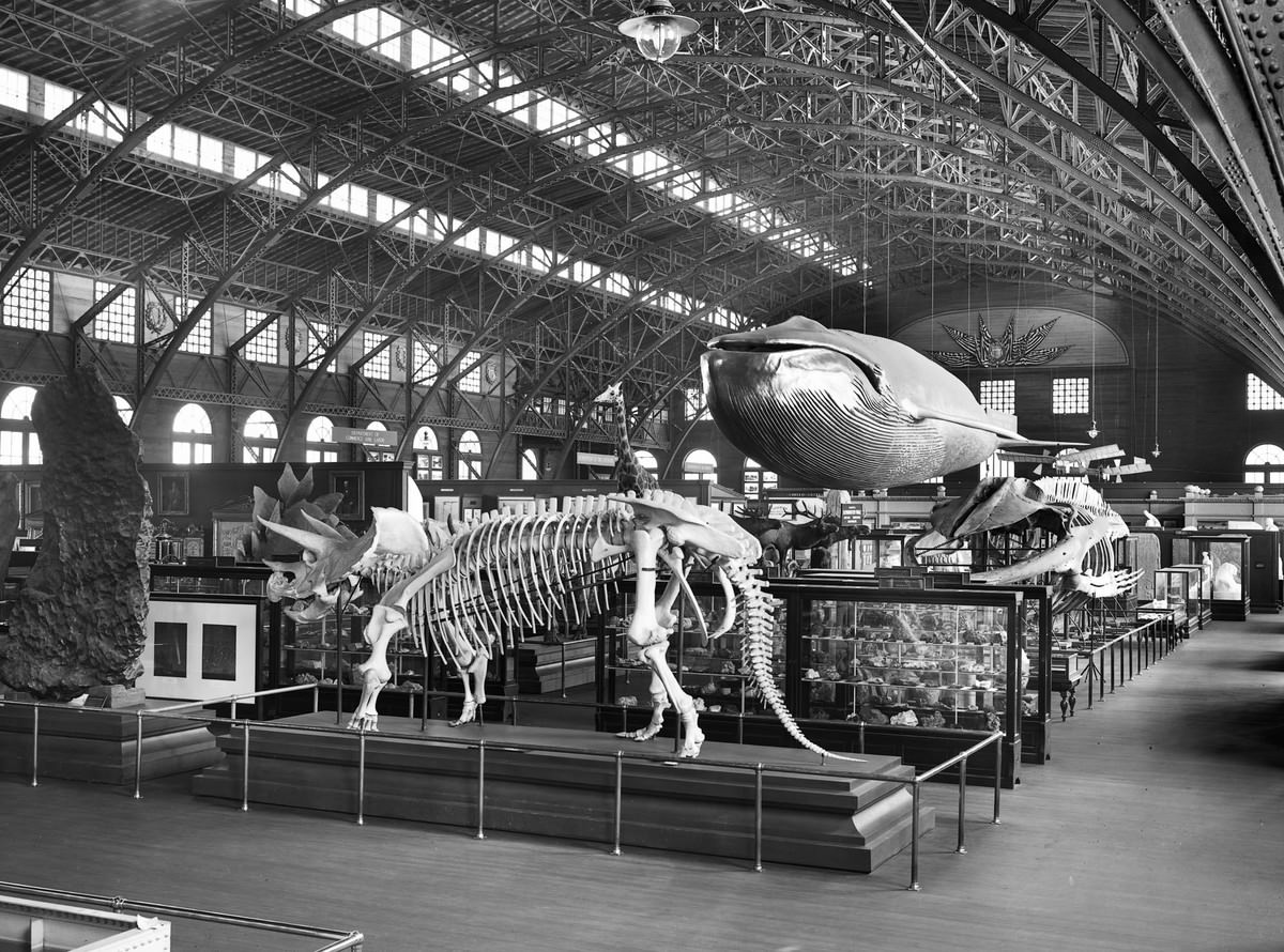 #19 A view of the natural-history fossil exhibit, with a model of a whale and skeletons of several dinosaurs, at the Louisiana Purchase Exposition in St. Louis, Missouri, in 1904.