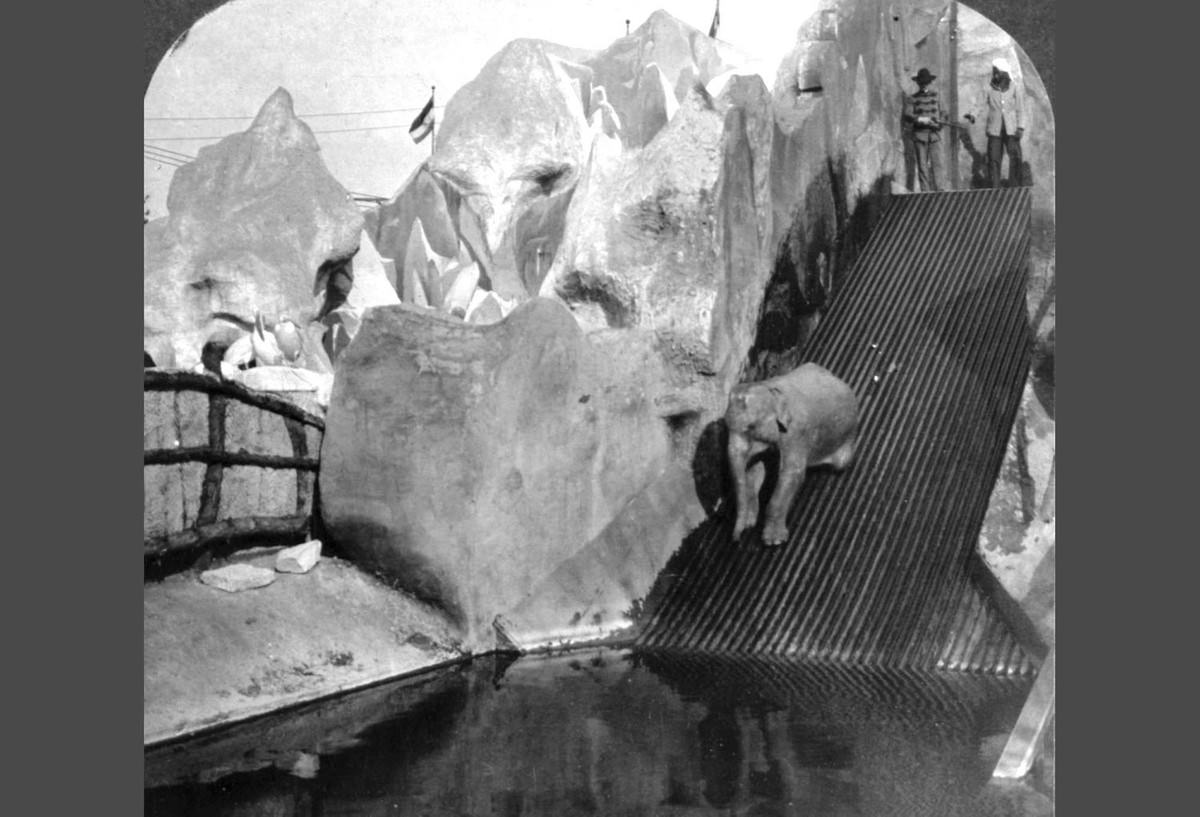 #30 Hagenbeck’s trained elephant “shooting the chutes” at the World’s Fair in St. Louis, Missouri.