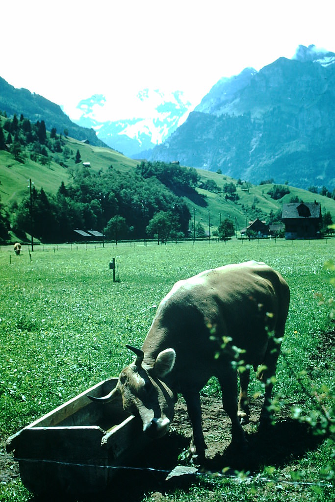 #28 Swiss brown Cow, Zurich to Engleberg, 1954