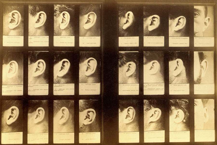 #20 Comparative forms of the ear.