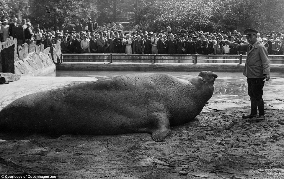 The rare elephant seal was the zoo’s treasure