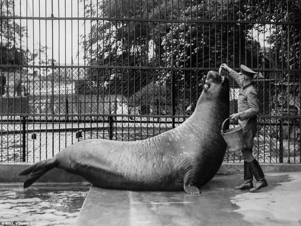 Fish was the favorite meal of this huge seal