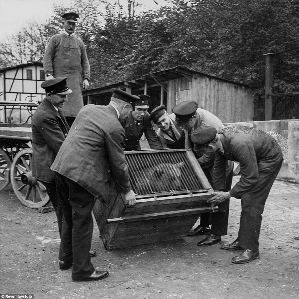 A bear became new member of the zoo in 1930s