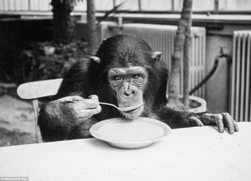 #7 A chimpanzee drink milk just like human