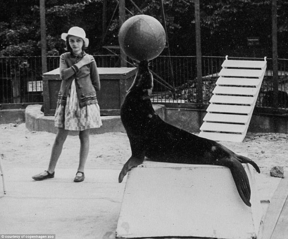 A girl watching a sea lion’s performance