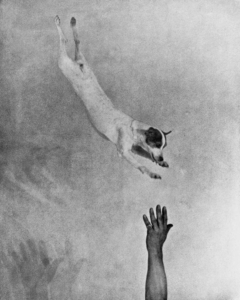 #2 Jumping fox terrier, ca. 1930