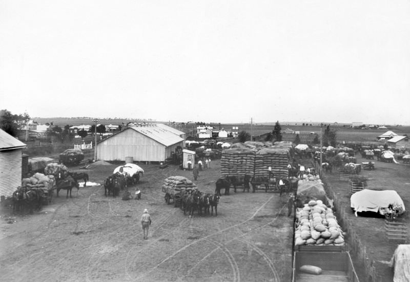 #19 Delivering wheat to dump, Clifton, 1930s