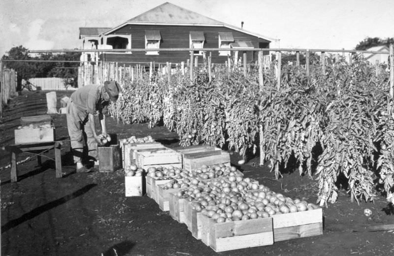 #35 Picking Tomatoes at Victoria Point, 1937