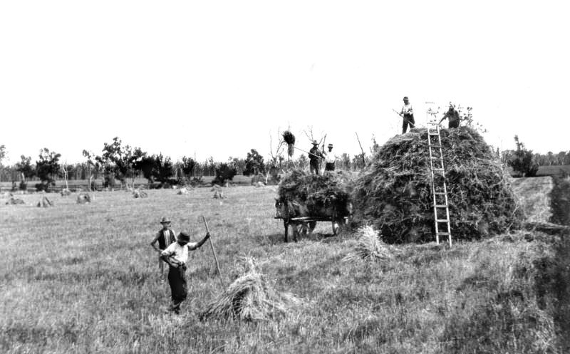 #18 Stackbuilding at Clifton, Darling Downs, 1930s