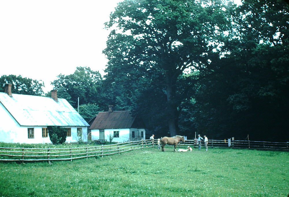 #7 New Colt as Rysgard, Sweden, 1949.