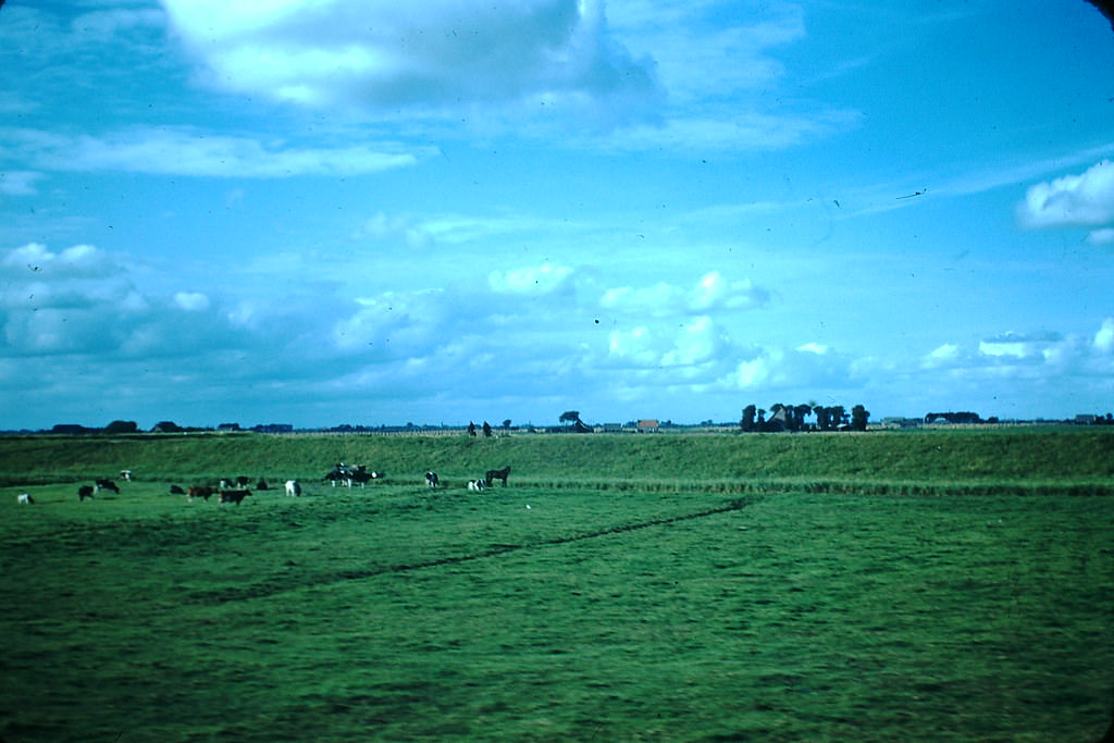 #26 Milking Cows in Field, the Netherlands, 1940s.