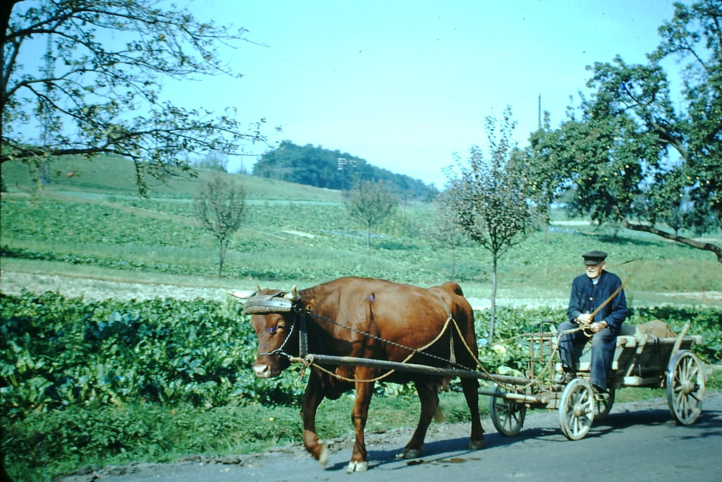 #45 Oxen, Germany, 1949.