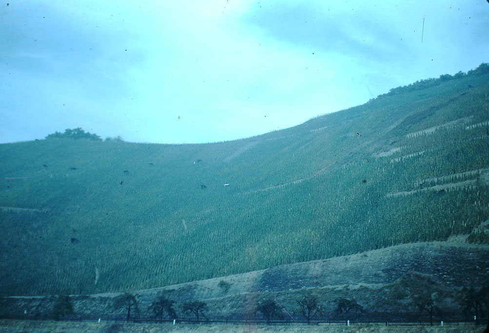 #52 Rhine River, Germany, 1949.